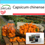 SAFLAX - kinkekomplekt - Chili - Kollane Habanero - 10 seemet - Koos kinkekarbi, kaardi, etiketi ja potisubstraadiga - Capsicum chinense