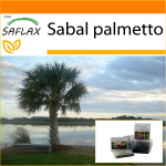 SAFLAX - Aed kotis - Palmetto Palm - 8 seemet - Substraadiga sobivas p&uuml;stijas kotis - Sabal palmetto