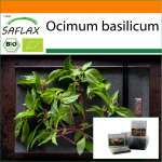 SAFLAX - Aed kotis - Orgaaniline - Basil Thai - 250 seemet - Substraadiga sobivas p&uuml;stijas kotis - Ocimum basilicum