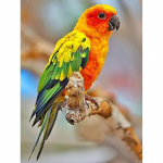 5D DIY Teemantmaaling Papagoi T&auml;is&uuml;mmargune &uuml;mmargune puur Linnud Loomade Teemanttikandid Ristpistes Mosaiigikomplektid K&auml;sitsi valmistatud kingitus Full Round 20x30CM