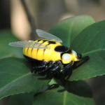 V&otilde;luv k&otilde;ndiv putukas elektriline mardikas kass m&auml;nguasjad auto tsikaadi simulatsioon teaser interaktiivne armas 1 tk uus putukate minilemmikloom