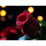 Teemanttikandid 5D Teemantidega k&auml;sit&ouml;&ouml;maaling Rhinestones Tikand Punane Roos Teemant 20X30CM