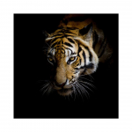 5D DIY Teemantmaal Tiiger Rhinestone Pilt T&auml;ielik Teemanttikandid Loom Mosaiik Kunst Ristpiste komplekt Kodukaunistuse kingitus Full Round 20x20CM
