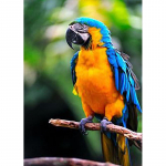 DIY Papagoi 5D Teemantmaal T&auml;is&uuml;mmargune puurlind Teemanttikandid Ristpistes Mosaiigikomplektid Seinakunst K&auml;sitsi valmistatud kingitus Full Round 60x90CM