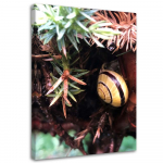 L&otilde;uendiprint Snail Leaf Nature 40x60 pruun