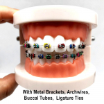 1 tk Hambaravi suuhoolduse hammaste mudel Hambaortodontiline mudel patsiendi suhtlemiseks Hambaarsti &otilde;ppemudel 1  piece A