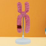 x Chromosome Model,Human Meiosis Submicroscopic Structure Organelle for Medical