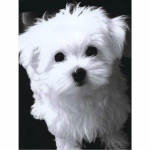 Diamond Mosaic valge koeraga Teemanttikandid Loom 5D Teemantmaali Kodukaunistus 20X30CM