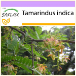 SAFLAX - Tamarind - 4 seemet - Tamarindus indica