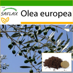 SAFLAX - Harilik oliiv - 20 seemet - Potisubstraadiga paremaks kasvatamiseks - Olea europea