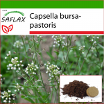 SAFLAX &ndash; lambakoera rahakott &ndash; 1000 seemet &ndash; Potisubstraadiga paremaks kasvatamiseks &ndash; Capsella bursa-pastoris