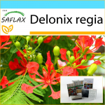 SAFLAX &ndash; kinkekomplekt &ndash; Flamboyant &ndash; 6 seemet &ndash; Koos kinkekarbi, kaardi, etiketi ja potisubstraadiga &ndash; Delonix regia