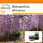 SAFLAX - Aed kotis - Aafrika Wisteria puu - 15 seemet - Substraadiga sobivas p&uuml;stises kotis - Bolusanthus africanus