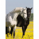 DIY Horse 5D Teemantmaal T&auml;isring puur Loom Teemanttikandid Ristpistes Mosaiik Komplektid Vaigust seina kunst Kodukaunistus Full Round 20x30CM