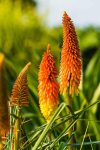 60 tritoomi seemet &ndash; valeaaloe &ndash; kniphofia &ndash; suured dekoratiivsed lilled
