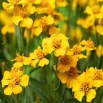 50 Mehhiko estragoni seemet (Lucida saialilled) reprodutseeritavad seemned