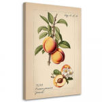 L&otilde;uenditr&uuml;kk, Fruit Vintage Peach 40x60 beež