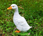 Pardiornamendid Aia- ja Hoovikaunistused Linnumudelid Skulptuurid Vaikne K&auml;sit&ouml;&ouml; Talu Pardiornamendid Valge Pardi duck