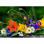 Uus DIY 5D Teemantmaaling Lilled Teemanttikandid V&auml;ike karikakra ristpiste t&auml;is&uuml;mmargune puurmosaiik Kodukaunistuse kingitus Full Round 15x20CM