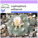 SAFLAX - Peyote - 20 seemet - Lophophora williamsii