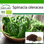 SAFLAX - Orgaaniline - Spinat - Matador - 300 seemet - Potisubstraadiga paremaks kasvatamiseks - Spinacia oleracea
