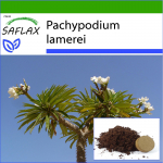 SAFLAX - Madagaskari palm - 10 seemet - Potisubstraadiga paremaks kasvatamiseks - Pachypodium lamerei