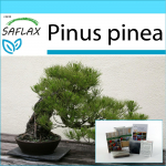 SAFLAX - Kingikomplekt - Bonsai - Kivim&auml;nd - 6 seemet - Koos kinkekarbi, kaardi, etiketi ja potisubstraadiga - Pinus pinea