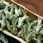 Puerh lahtiste lehtedega Sheng cha 250g Yunnan White Bud Pu-erh tee Bai Ya Bao Sheng