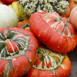 Dekoratiivk&otilde;rvitsa T&uuml;rgi turbani seemned 2g - VILMORIN