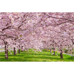 Puzzle Life Pink Cherry Blossom Road PL1356 1000 t&uuml;kki, Korea populaarsed pusled gray