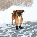 Trixie Koera K&auml;pakaitse Active Walker M-L