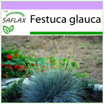 SAFLAX - Blue Mountain Grass - 50 seemet - Festuca glauca