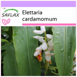 SAFLAX - Kardemon - 20 seemet - Elettaria cardamomum