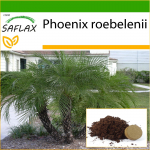 SAFLAX &ndash; Pigmy Datlipalm &ndash; 25 seemet &ndash; Potisubstraadiga paremaks kasvatamiseks &ndash; Phoenix roebelenii