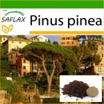 SAFLAX - Kivim&auml;nd - 6 seemet - Potisubstraadiga paremaks kasvatamiseks - Pinus pinea