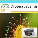 SAFLAX - Kingikomplekt - Aafrika p&auml;ikesekaste - 200 seemet - Koos kinkekarbi, kaardi, etiketi ja potisubstraadiga - Drosera capensis