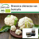 SAFLAX - Aed kotis - Orgaaniline - Lillkapsas - Lumepall - 70 seemet - Substraadiga sobivas p&uuml;stises kotis - Brassica oleracea
