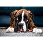 5D teemantmaaling ristpistes koer t&auml;is&uuml;mmargune puur Teemanttikandid Mosaiik Rhinestone Full Round 20x30CM