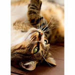 DIY Cat 5D Teemantmaal T&auml;is&uuml;mmargune puur Loom Teemanttikandid Art Rhinestone Kingitus Kodukaunistused Ristpistes Kit Seinakunst Full Round 20x30CM