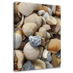 L&otilde;uenditr&uuml;kk Shells Stones Sea 40x60 beež