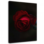 L&otilde;uenditr&uuml;kk Red Rose Flower Nature 40x60 punane