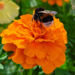 Tagetes Rozpierzchła Harvest Moon apelsini&otilde;ie seemned 1g aeda