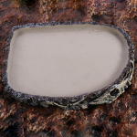 Reptile Water Bowl Terrarium Easy to Clean Feeder Dish for Frog Bearded