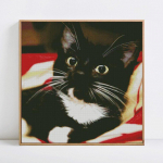 5D teemantmaal Saabuvad Loomad Teemanttikandid Looduse Kassipildid Rhinestones 30x30
