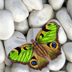 T&auml;is&uuml;mmargune/ruudukujuline 5D isetehtud teemantmaaling kivi liblikas teemanttikandid t&auml;ispistes ristpistes komplektid kodukaunistus k&auml;sitsi valmistatud kingitus Round 25x25cm