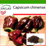 SAFLAX - Chili - Habanero &scaron;okolaad - 10 seemet - Potisubstraadiga paremaks kasvatamiseks - Capsicum chinense
