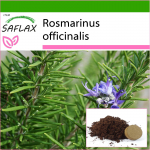 SAFLAX - Rosmariin - 100 seemet - Potisubstraadiga paremaks kasvatamiseks - Rosmarinus officinalis