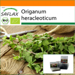 SAFLAX &ndash; Aed kotis &ndash; Orgaaniline &ndash; Oregano &ndash; 1500 seemet &ndash; Substraadiga sobivas p&uuml;stijas kotis &ndash; Origanum heracleoticum