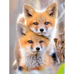 Teemantmosaiik Fox 5D Teemantmaaling Loom Fox T&auml;ielik teemanttikandid Rhinestones Pilt Ristpistekomplektid Kodukaunistus Full Round 20x30CM