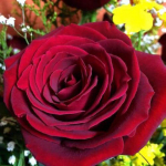 Teemanttikandid K&auml;sit&ouml;&ouml; maalimine Panda kividega tikandid Minu esimene armastus Roos Seinakunst Dekoor 30x30CM